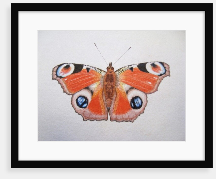 Peacock Butterfly, 2012 by Eleanor Grafton