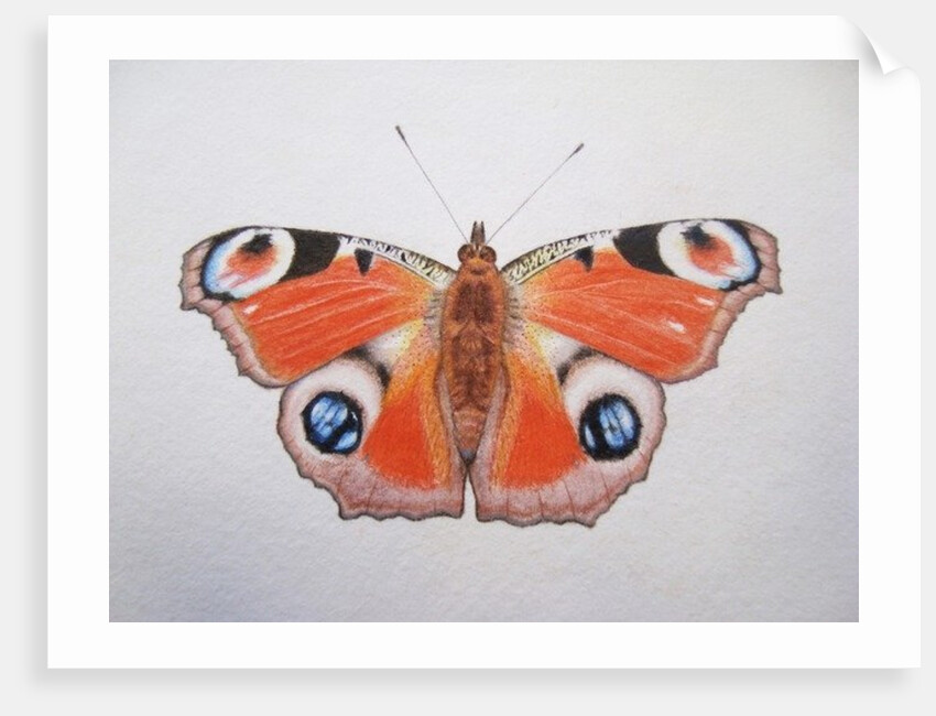 Peacock Butterfly, 2012 by Eleanor Grafton