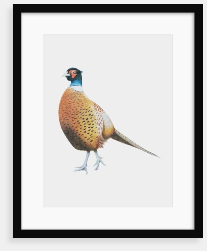 Pheasant, 2012 by Eleanor Grafton
