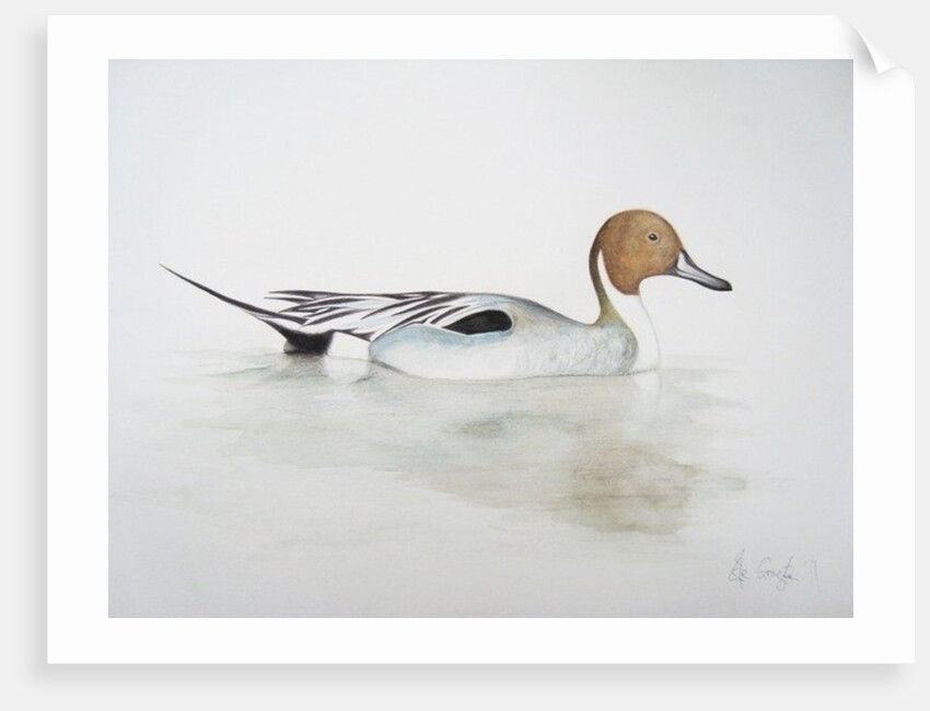 Pintail Duck, 2011 by Eleanor Grafton