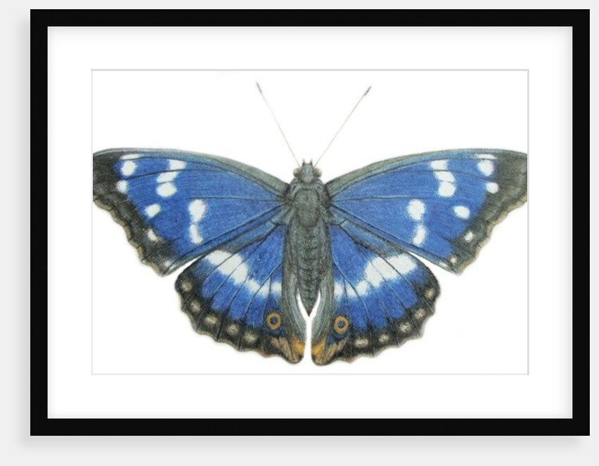 Purple Emperor, 2012 by Eleanor Grafton