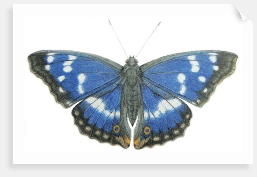 Purple Emperor, 2012 by Eleanor Grafton