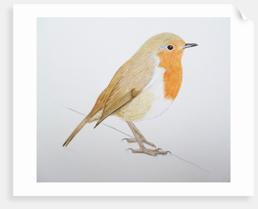 Robin, 2011 by Eleanor Grafton
