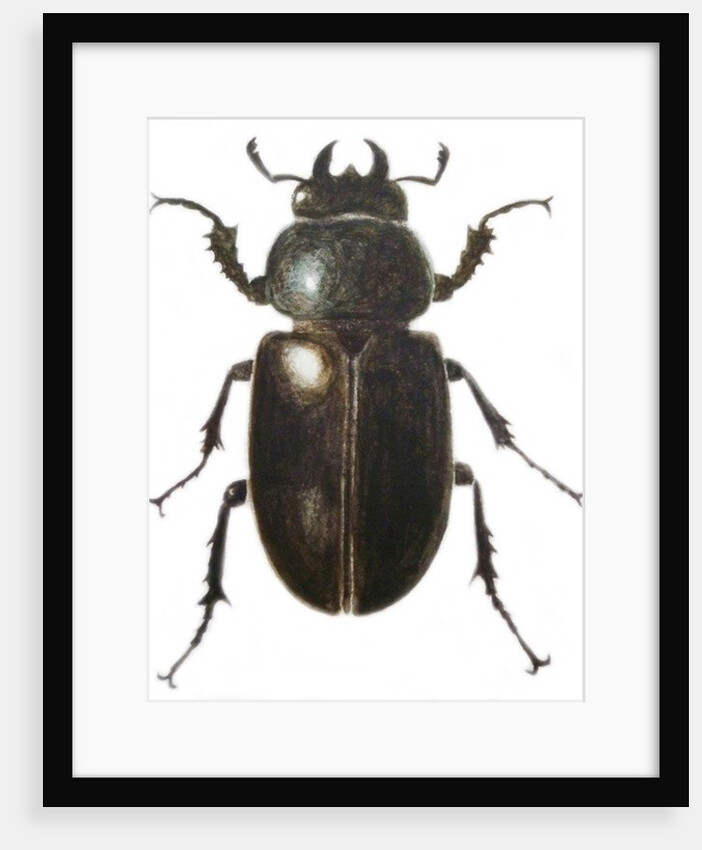 Stag Beetle, 2011 by Eleanor Grafton