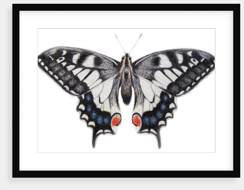 Swallowtail, 2012 by Eleanor Grafton