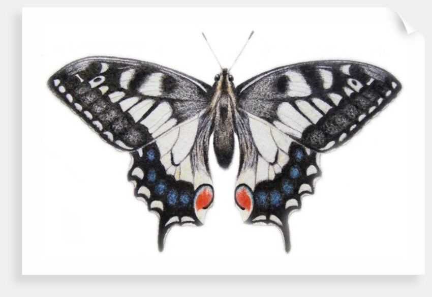Swallowtail, 2012 by Eleanor Grafton