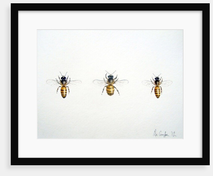 Three Bees, 2012 by Eleanor Grafton