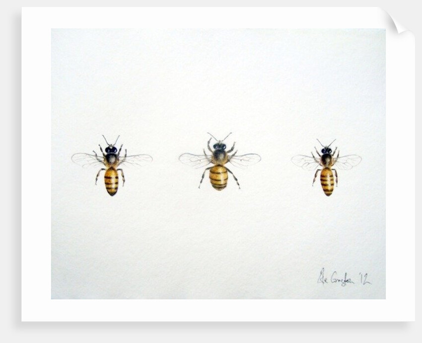 Three Bees, 2012 by Eleanor Grafton