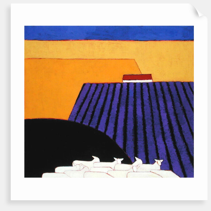 Sheep and Lavender Fields, 2004 by Eithne Donne