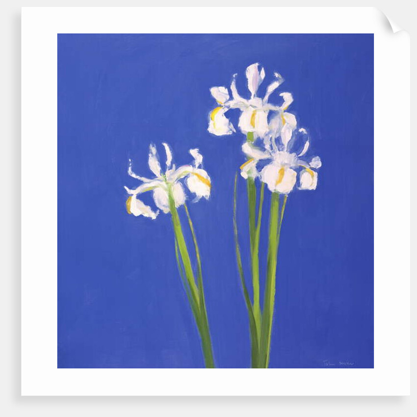 Dutch White Exelsior, 2000 by John Miller