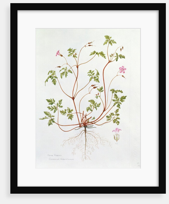 Herb Robert by Diana Everett