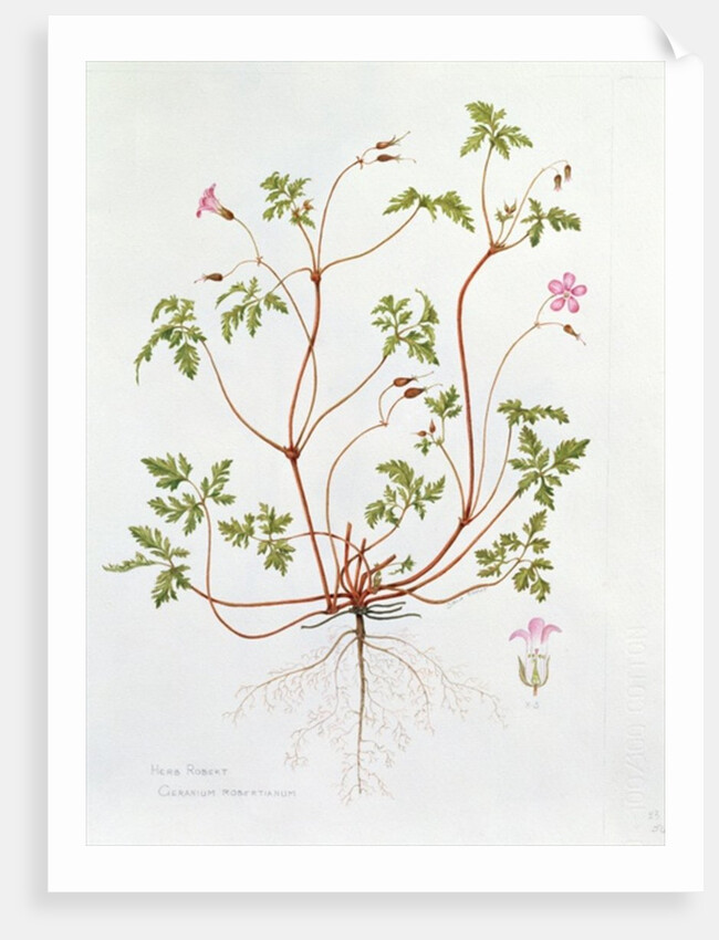 Herb Robert by Diana Everett