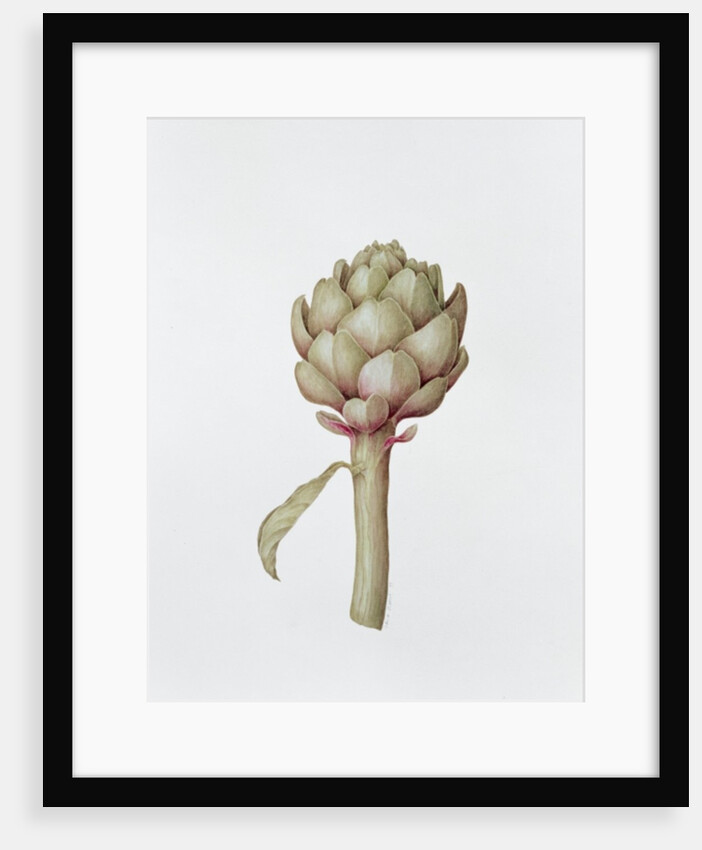 Artichoke, 1999 by Diana Everett