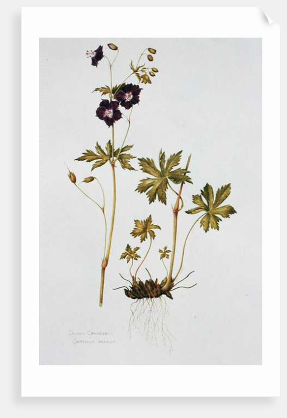 Dusky Cranesbill by Diana Everett
