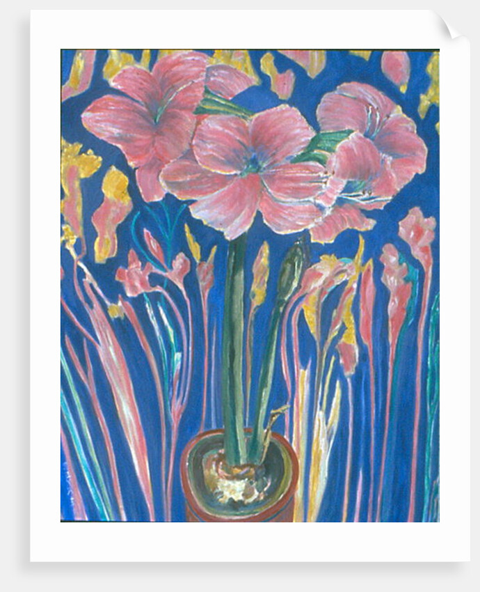 Amarylis by Patricia Eyre