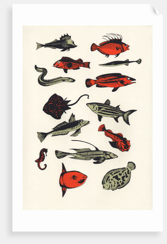 Orange Plain Fish, 2016 by Eliza Southwood