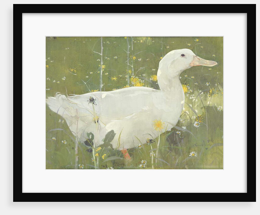 The White Drake by Joseph Crawhall