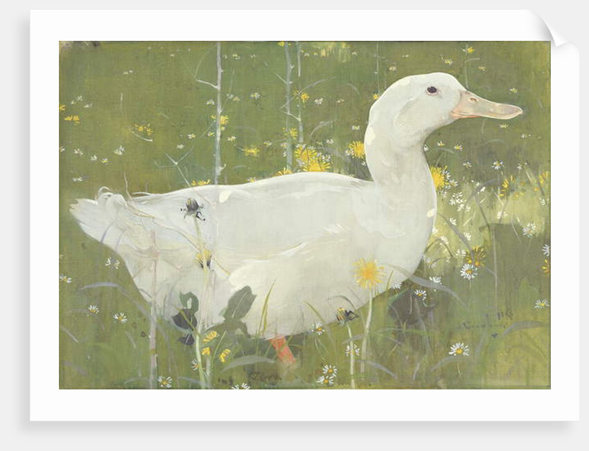 The White Drake by Joseph Crawhall