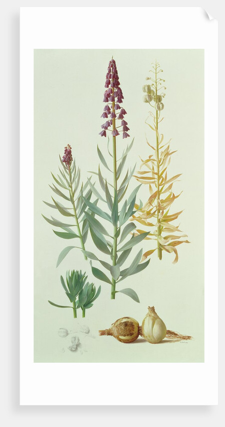 Fritillaria Persica, 1998 by Raymond Booth