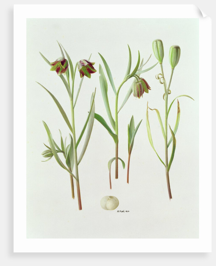 Fritillaria Kurdica, 1994 by Raymond Booth