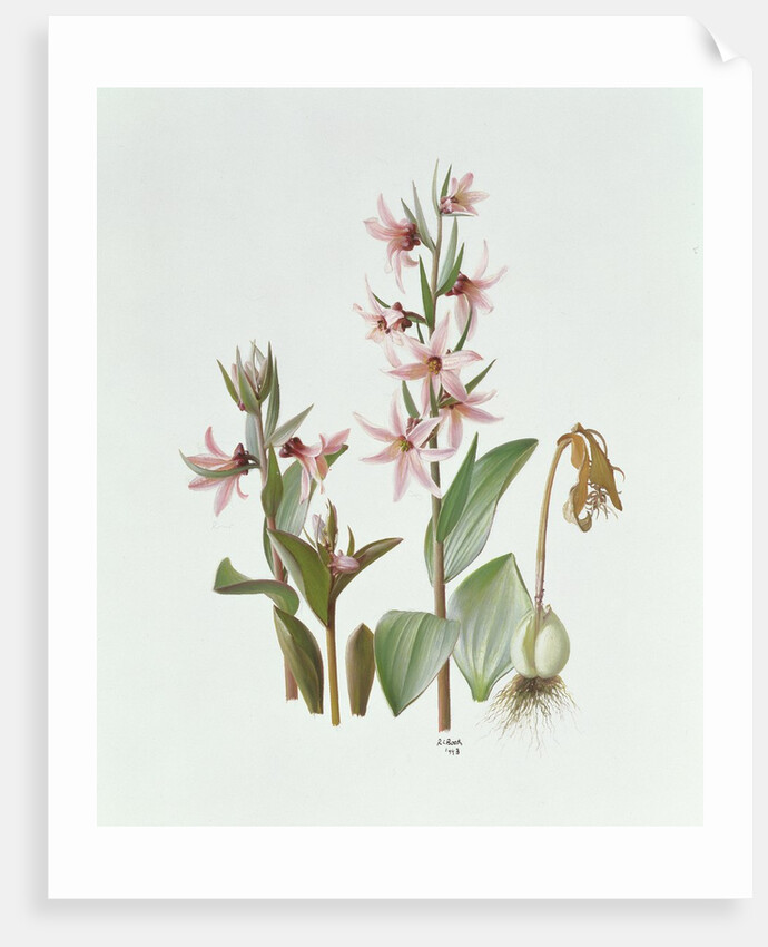 Fritillaria Stenanthera, 1993 by Raymond Booth