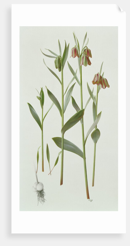Fritillaria Hermonis Amana, 1993 by Raymond Booth
