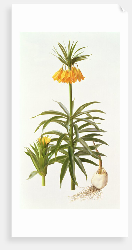 Fritillaria Eduardii, 1990 by Raymond Booth