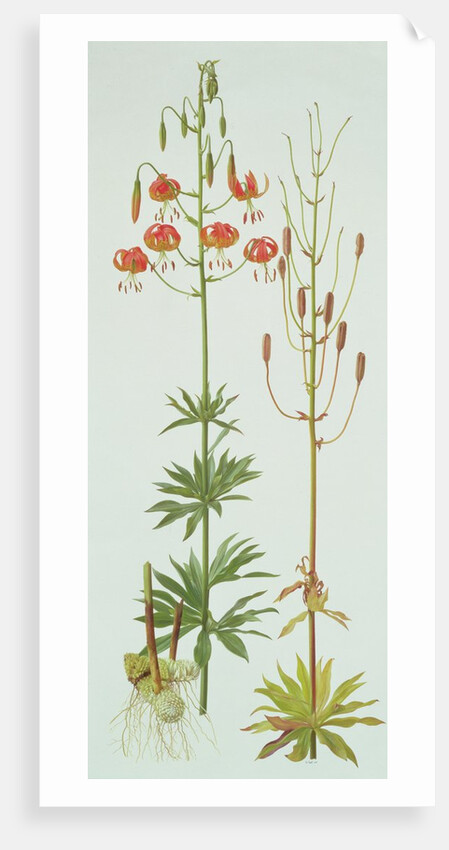 Lilium Pardalinum, 1990 by Raymond Booth