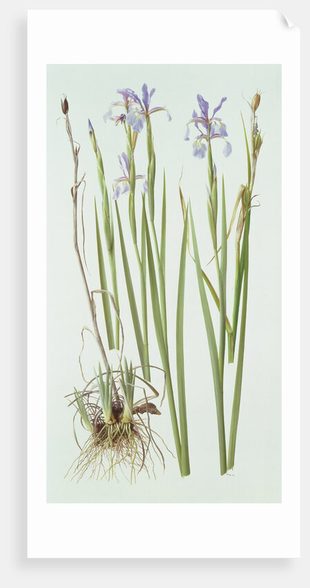 Iris Spuria, 1994 by Raymond Booth