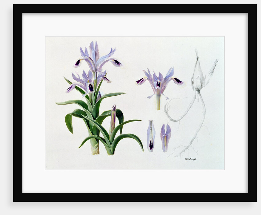 Iris Kuschakewiczii, 1993 by Raymond Booth