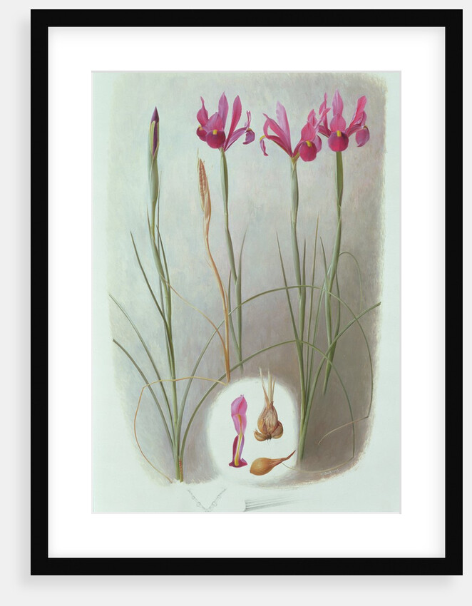 Iris Filifolia, 1993 by Raymond Booth