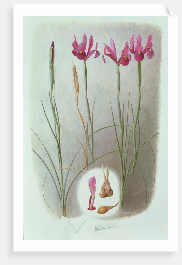 Iris Filifolia, 1993 by Raymond Booth