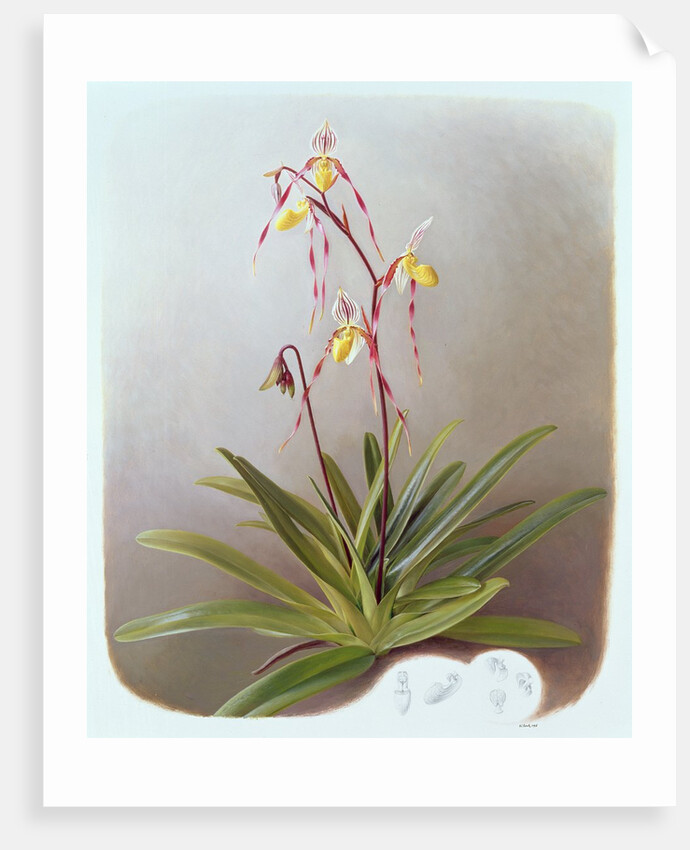 Paphiopedilum Philippinense, 1995 by Raymond Booth