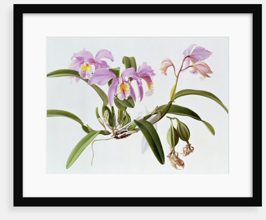 Cattleya Mossiae, 1996 by Raymond Booth