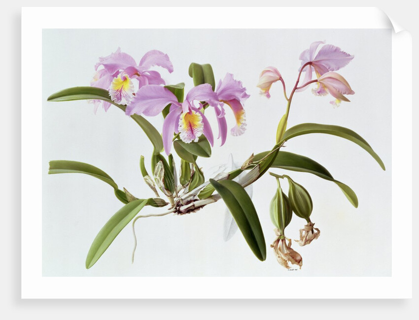 Cattleya Mossiae, 1996 by Raymond Booth