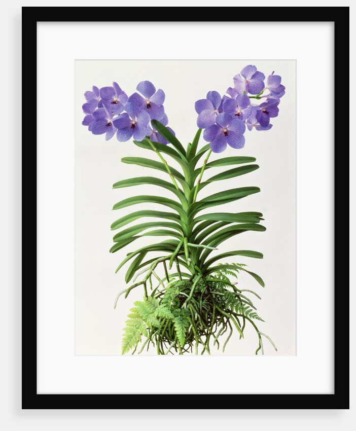 Vanda Rothschildiana, 1999 by Raymond Booth