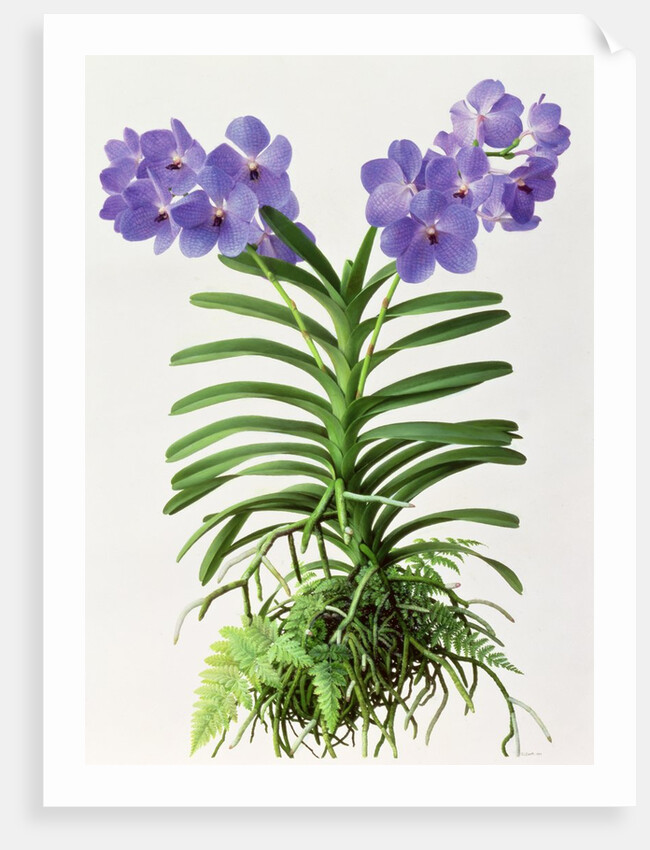 Vanda Rothschildiana, 1999 by Raymond Booth