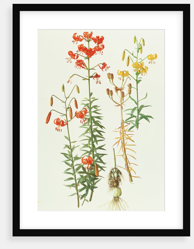 Lilium Amabile, 1991 by Raymond Booth