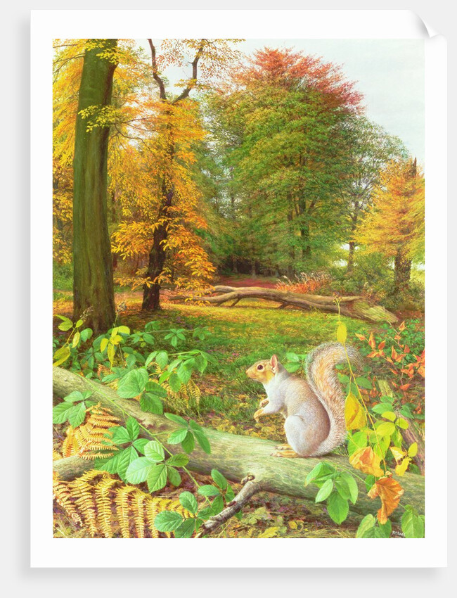 Squirrel on a Fallen Tree, 1995 by Raymond Booth