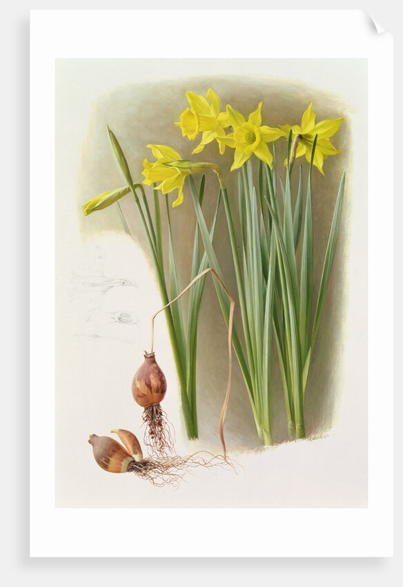 Narcissus Hispanicas Bujei, 1992 by Raymond Booth