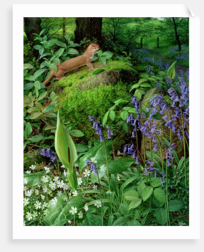 Weasel with Spring Flowers, 1997 by Raymond Booth