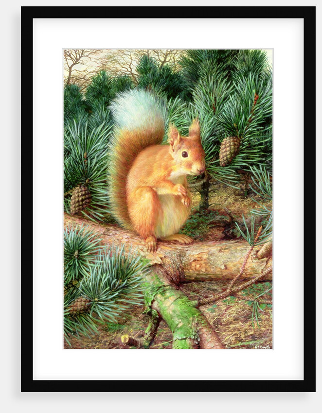 Red Squirrel, 1999 by Raymond Booth