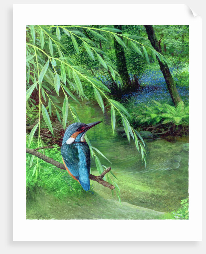 Kingfisher, 1996 by Raymond Booth