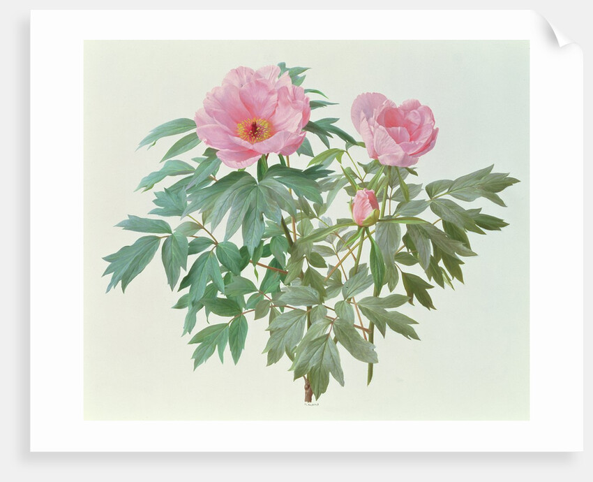 Japanese Tree Paeony, 1996 by Raymond Booth