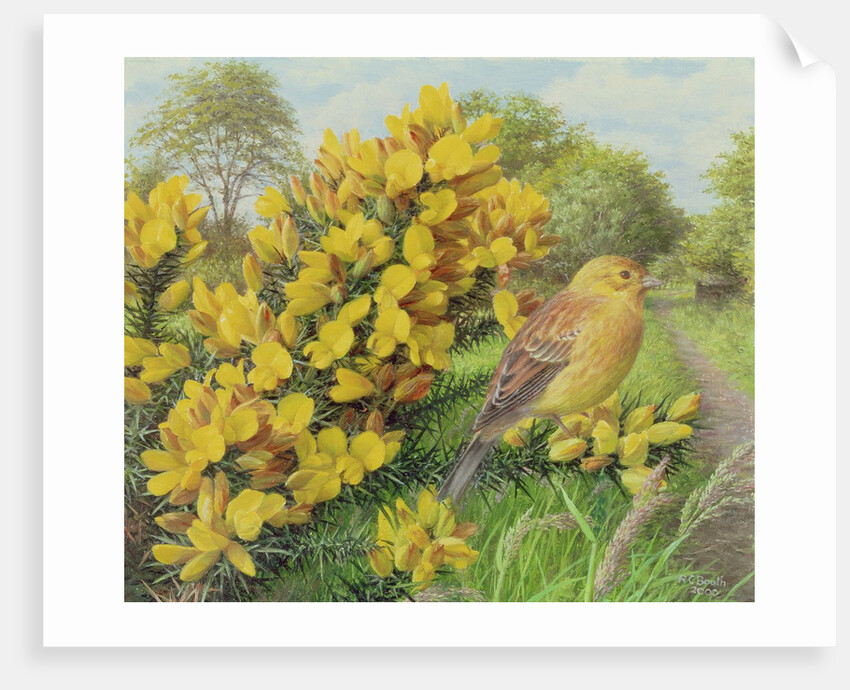 Gorse and Yellow Hammer, 2000 by Raymond Booth
