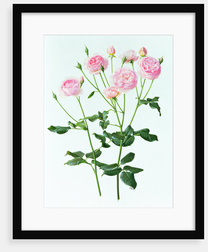 Rose 'Heritage', 1998 by Raymond Booth