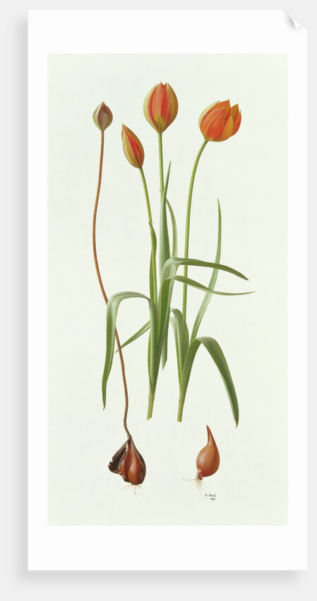 Tulipa Whittallii, 1992 by Raymond Booth