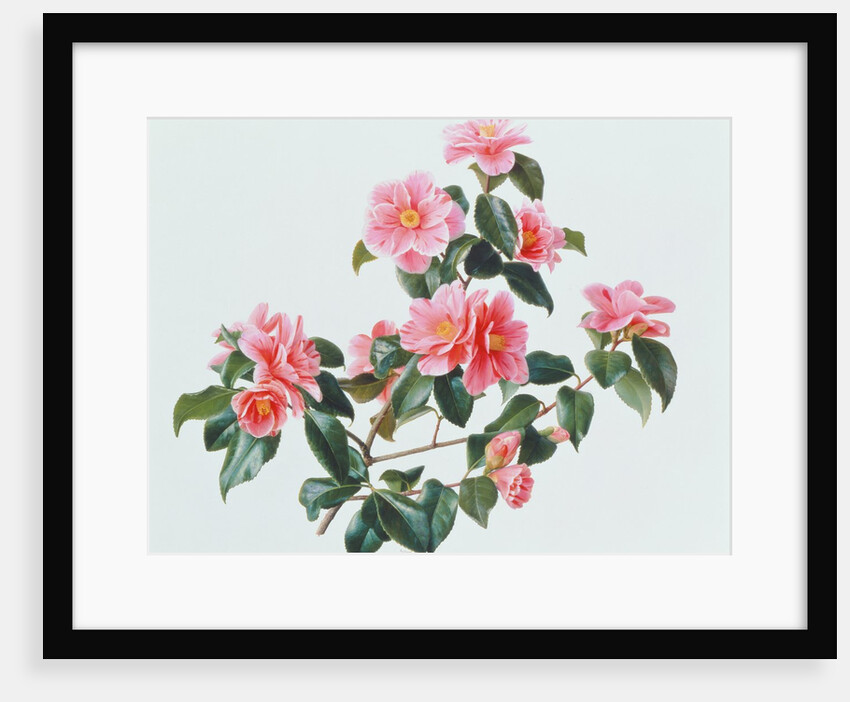 Camellia Japonica Tricolor, 1997 by Raymond Booth