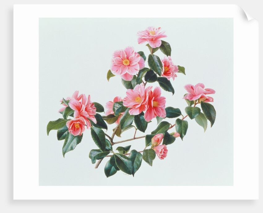 Camellia Japonica Tricolor, 1997 by Raymond Booth
