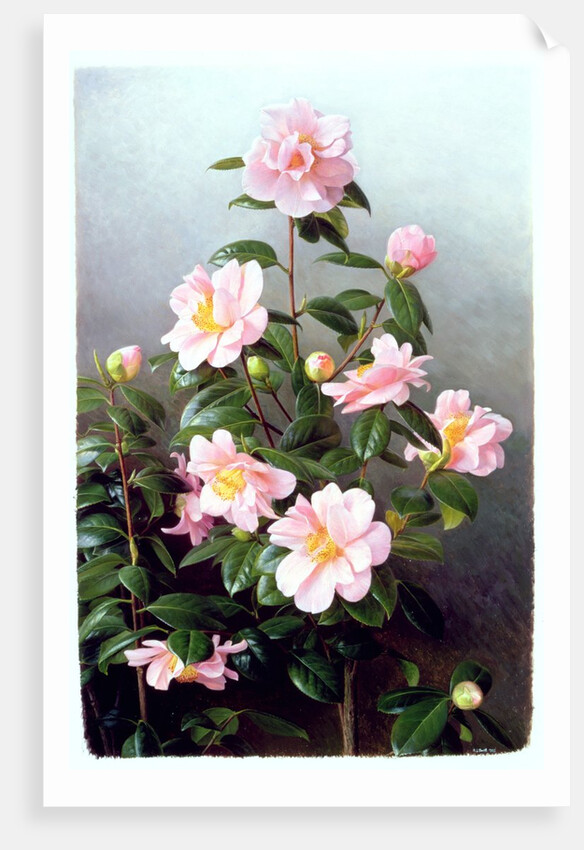 Camellia Japonica Variety, 1993 by Raymond Booth
